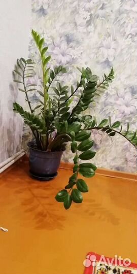 Замиокулькас долларовое дерево