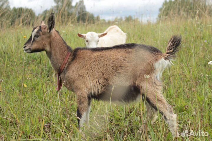 Козочки и козлята