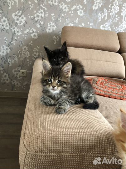 Котята мейн-кун