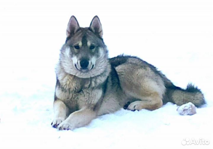 Отдам в добрые руки лайку