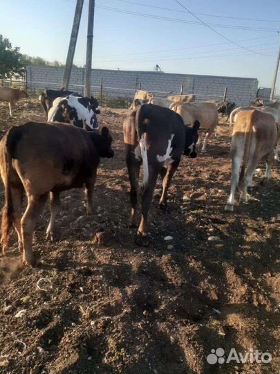 Коровы дойные(швицы)телки