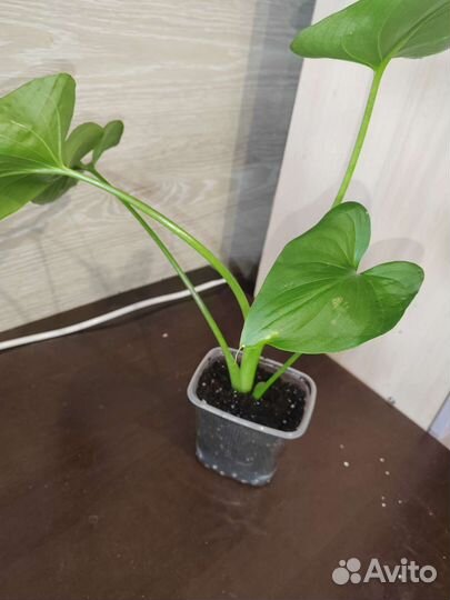 Комнатные растения и рассада