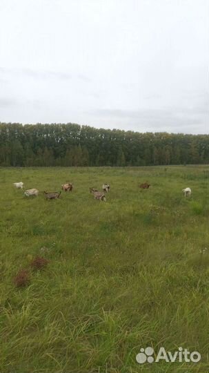 Козы, козёл