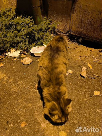 Кошечка в добрые руки