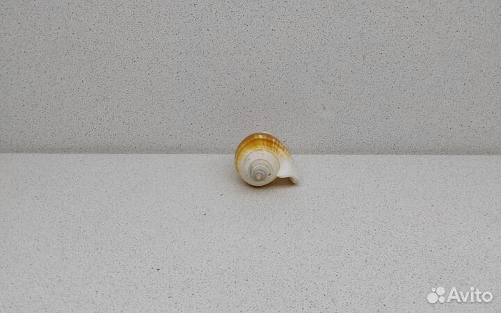 Собачий Стромбус 7,3 морская ракушка раковина