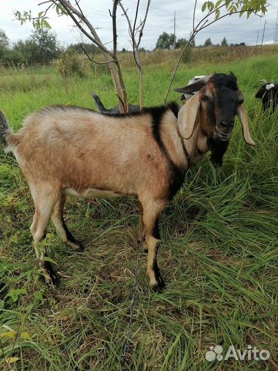 Вязка козла