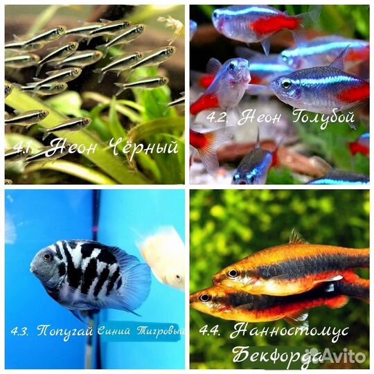 Аквариумные рыбки и растения. Опт/Розница