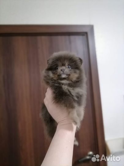 Померанцы