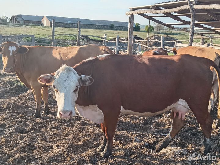 Коровы с телятами