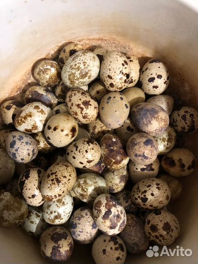 Инкубационное яйцо перепелиное, Яйца на еду