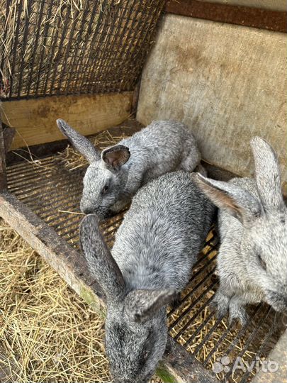 Кролики, самки породы полтавское серебро