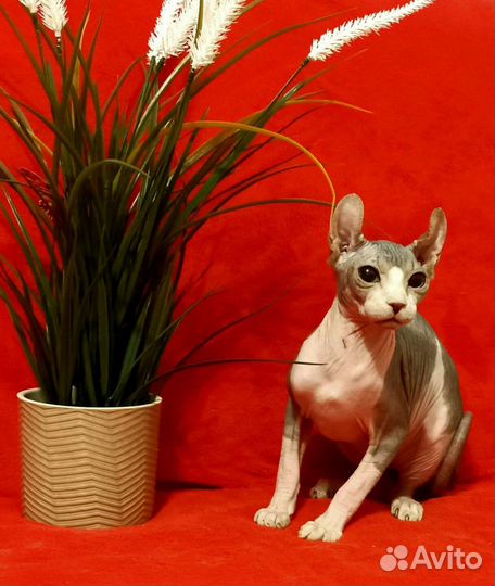 Мальчик порода Эльф