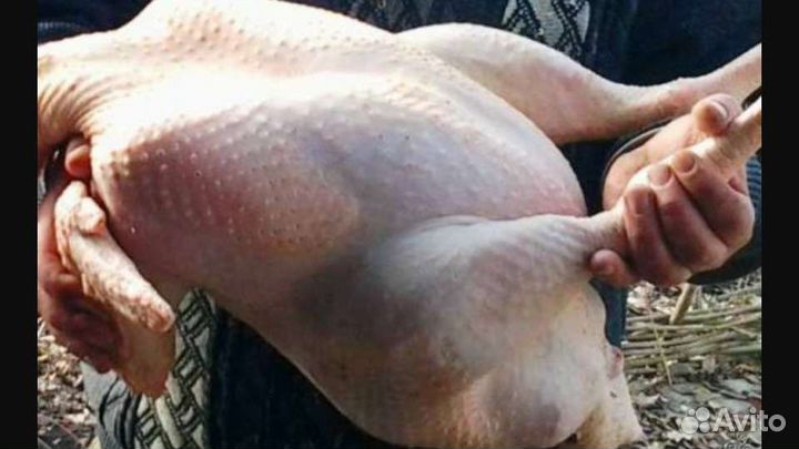 Мясо домашней индейки