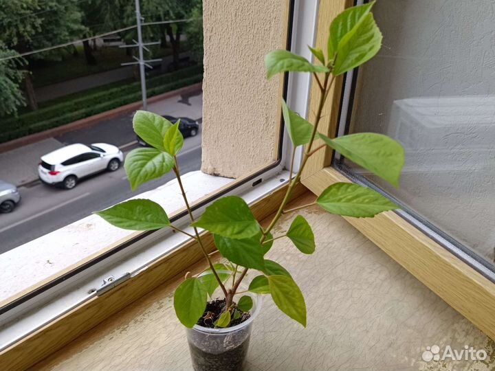 Гибискус китайская роза