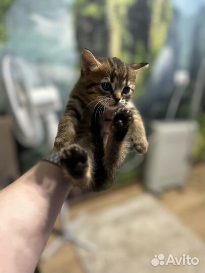 Британские котята