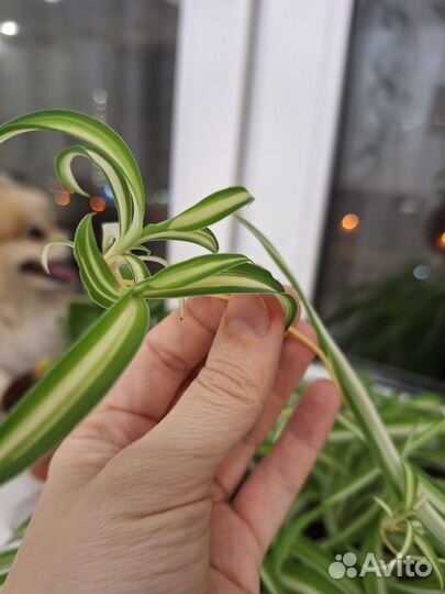 Хлорофитум