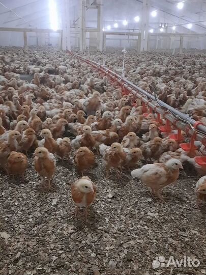 Куры Несушки