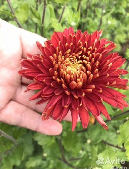 Хризантемы мультифлора хризантемы корейские