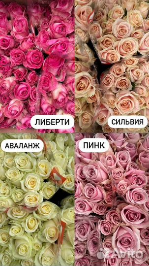 Розы оптом отборные Калуга