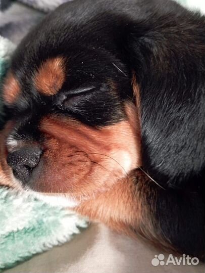 Щенок метис