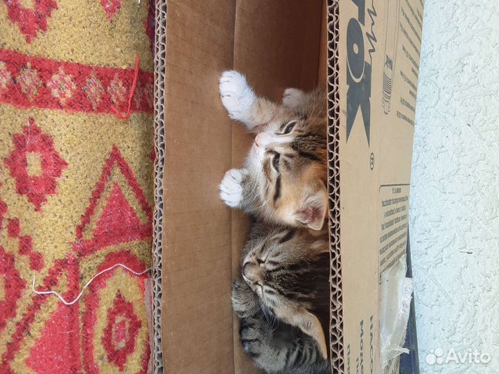Кошка в дар бесплатно