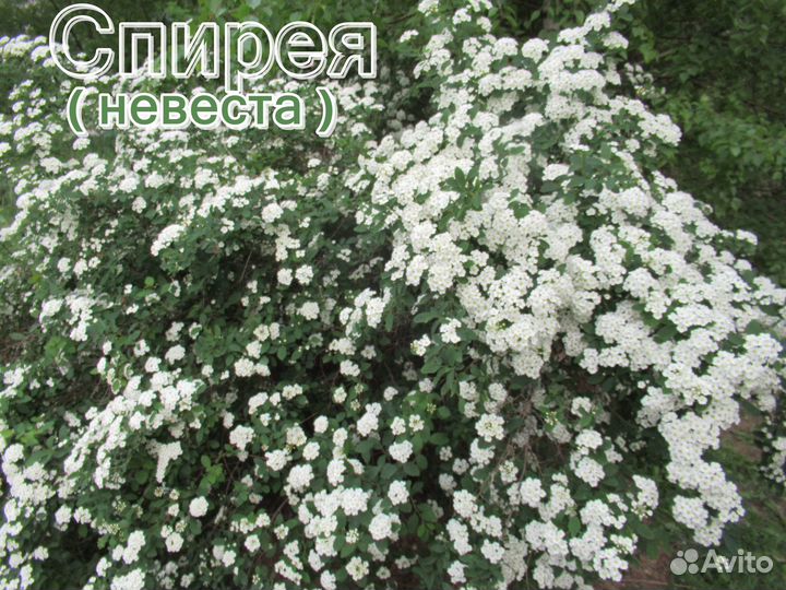 Цветущие кустарники. Миндаль. Спирея (невеста)