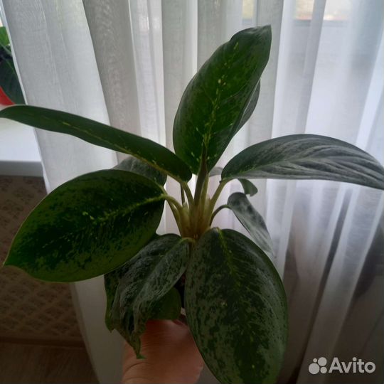 Аглаонема Милки Вей