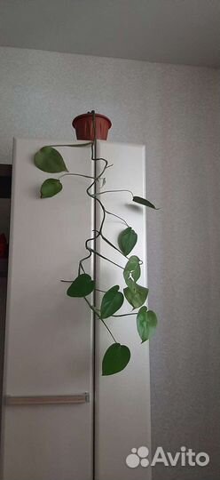 Комнатные цветы