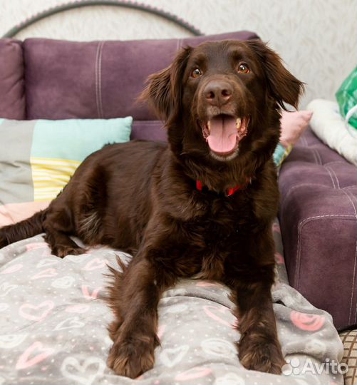 Шоколадная красотка Жаклин в поисках семьи