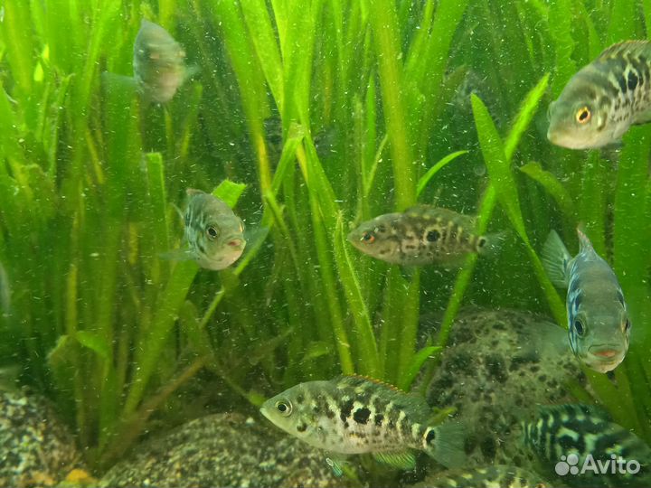 Аквариумные рыбки