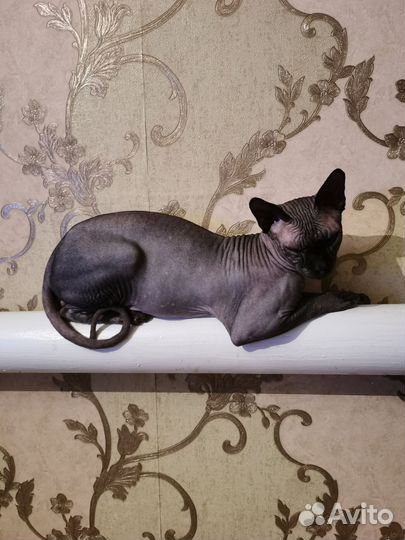 Канадский сфинкс