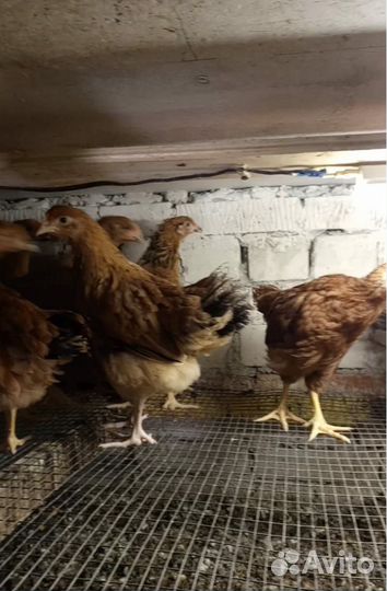 Цыплята несушки