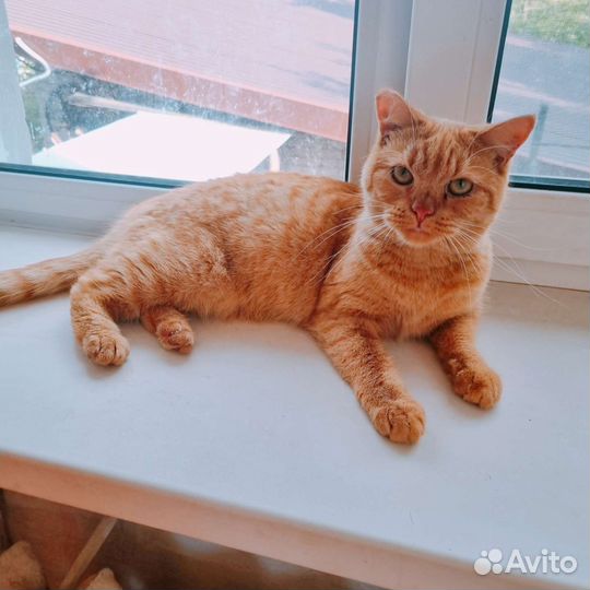 Кошечка 1 год в добрые руки