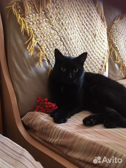 Кошечка Тася молодая.стерильная