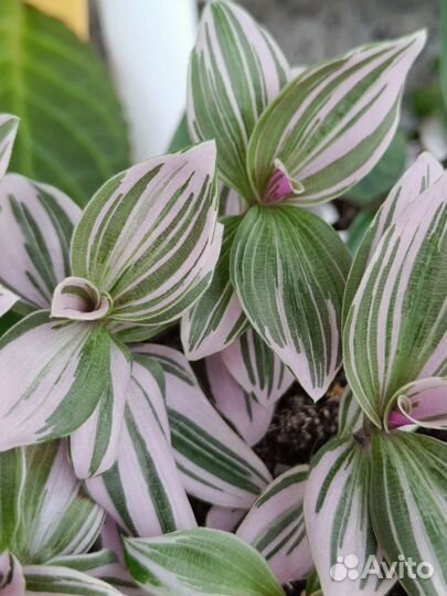 Традесканция Pink Hill (Розовый холм)