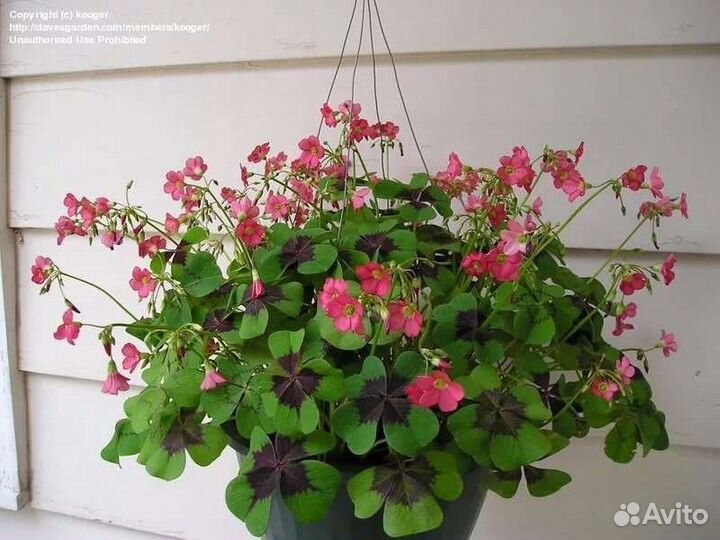 Оксалис Мадам Батерфляй, Айрон Крос