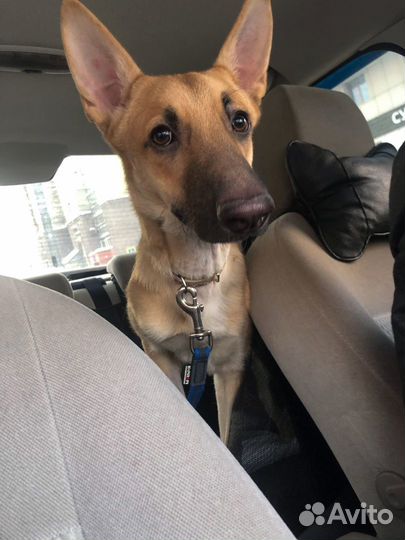 Зоотакси «PET-trip»