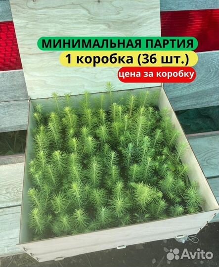 Сеянцы ели зкс от производителя