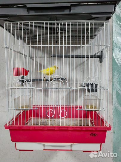 Гибрид щегла и канарейки