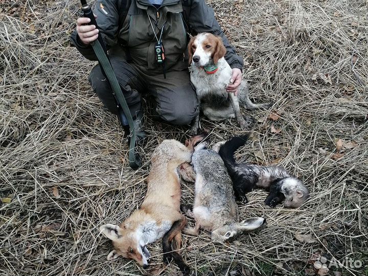 Эпаньол Бретон - Вязка