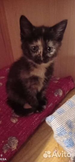 Котенок Милочка