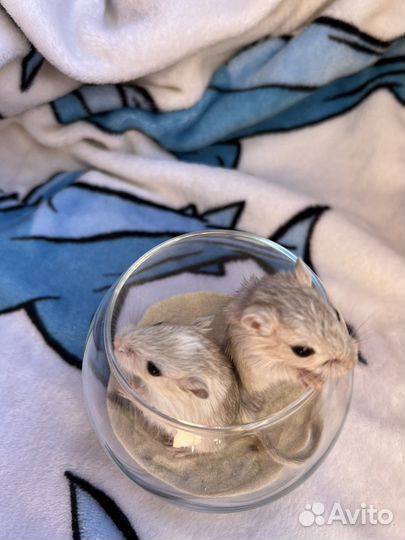Монгольская песчанка