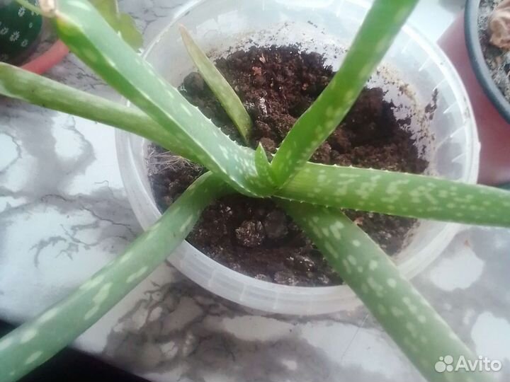 Комнатные цветы