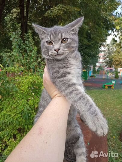 Очень красивый котенок, честное слово