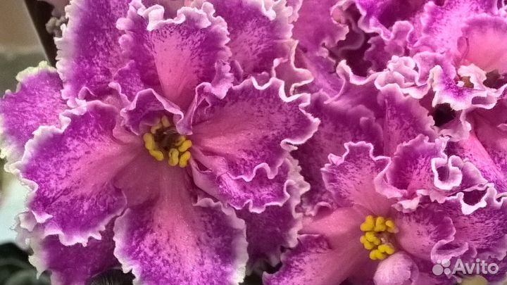 Фиалки в Нижнем Новгороде (240 проверенных сортов)