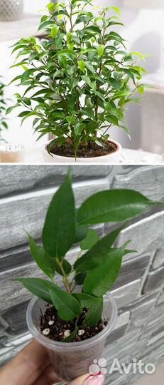 Комнатные растения