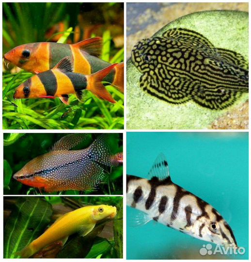 Аквариумные рыбки