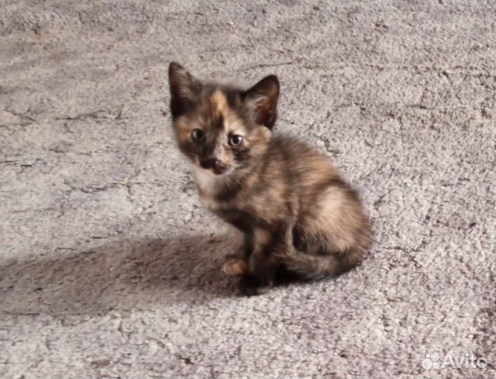 Котята отдам бесплатно