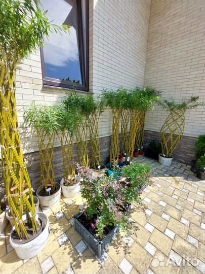 Туи, можжевельники, гибискус древовидный