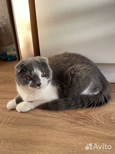 Котенок шотландский вислоухий